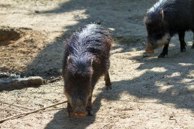 Peccary (ayrıca javelina veya kokarca domuz), Tayassuidae familyasından orta büyüklükte domuz toynaklı bir memeli türü. Orta ve Güney Amerika 'da ve Kuzey Amerika' nın güneybatı bölgesinde bulunurlar..