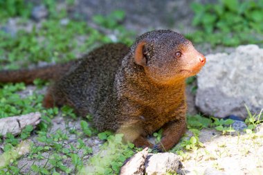 The common dwarf mongoose (Helogale parvula) clipart