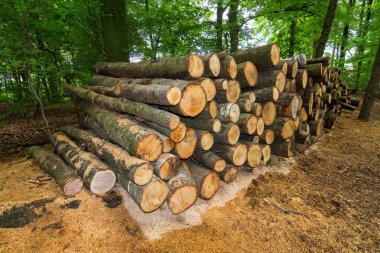Ormana istiflenmiş odun yığını