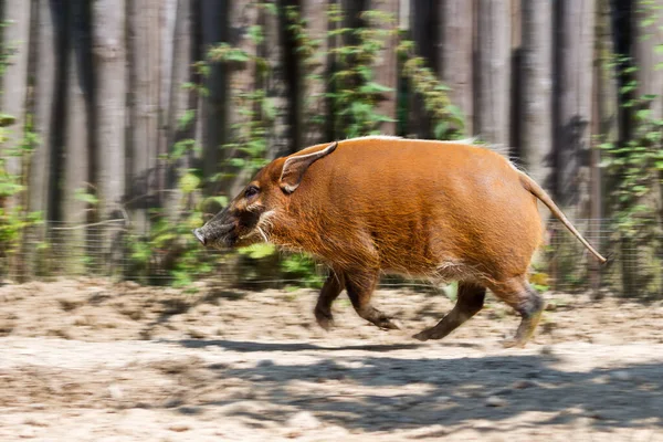 Beautiful Red River Hog Potamochoerus Porcus Africa — Stock Photo, Image