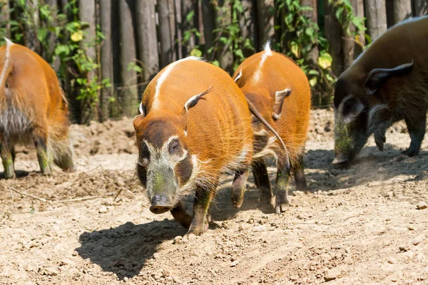 非洲美丽的红河猪 Potamochoerus Porcus — 图库照片