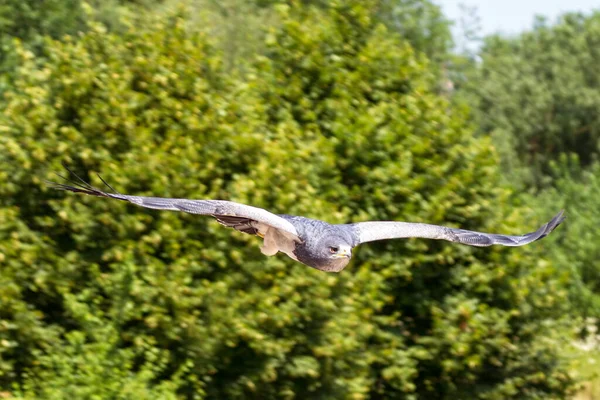Águia Buzzard Eagle Geranoaetus Melanoleucus Também Conhecida Como Águia Buzzard — Fotografia de Stock