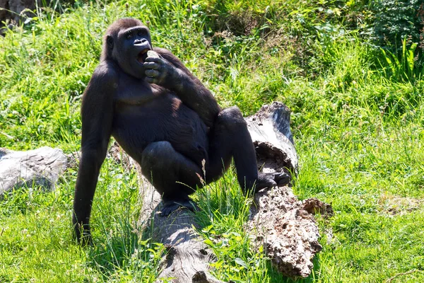 一只雌性西部低地大猩猩在田野里玩耍时的美丽特写镜头 — 图库照片
