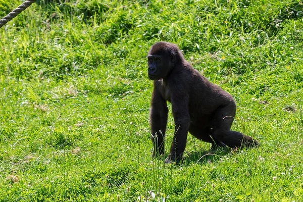 一只年轻的西部低地公大猩猩在田野里玩耍时的美丽特写镜头 — 图库照片
