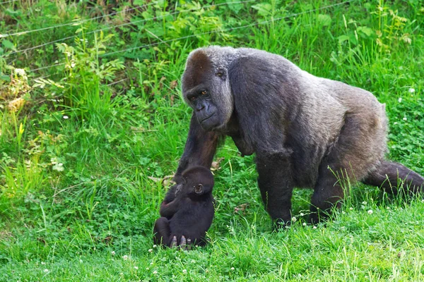 Schöne Nahaufnahme Eines Westlichen Flachlandgorillaweibchens Mit Baby — Stockfoto