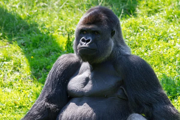 Hermoso Primer Plano Gran Macho Alfa Plateado Gorila Tierras Bajas — Foto de Stock