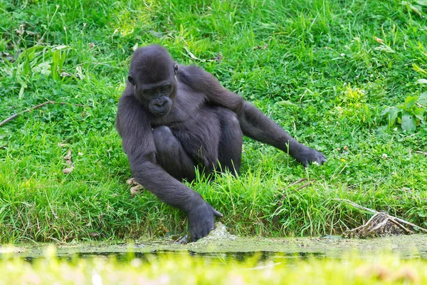 Beau Gros Plan Gros Mâle Alpha Argenté Gorille Des Basses — Photo