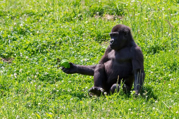 Hermoso Primer Plano Gran Macho Alfa Plateado Gorila Tierras Bajas — Foto de Stock