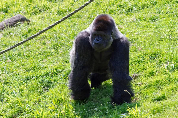 Beau Gros Plan Gros Mâle Alpha Argenté Gorille Des Basses — Photo