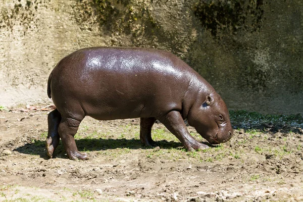 Πυγμαίος Ιπποπόταμος Choeropsis Liberiensis Hexaprotodon Liberiensis Είναι Ένας Μικρός Ιπποπόταμος — Φωτογραφία Αρχείου