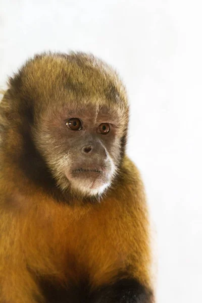 Μαύρη Μαϊμού Σκίουρος Saimiri Boliviensis Είναι Μια Μαϊμού Σκίουρος Της — Φωτογραφία Αρχείου