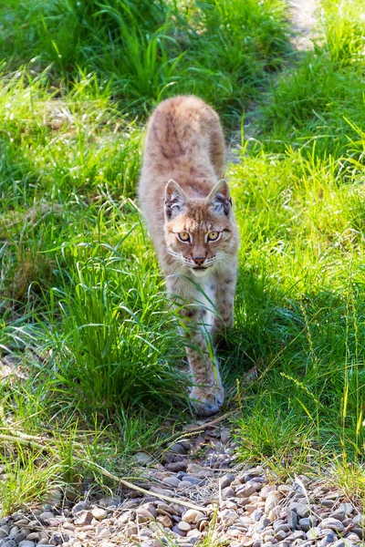 Beautiful Eurasian Lynx Lynx Lynx Bright Sunny Day — Stock Photo, Image