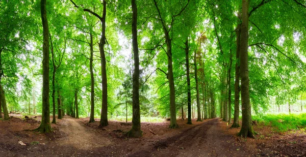 네덜란드의 베르크에 신선하고 숲으로 이루어진 아름다운 180 파노라마 — 스톡 사진