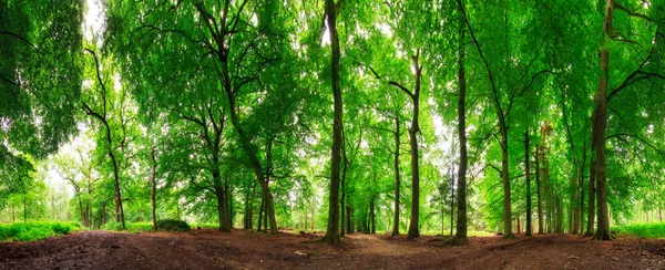 Beautiful 180 panorma of a fresh and green spring forest on the Grebbeberg, the Netherlands