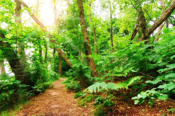 Bela Vista Uma Floresta Primavera Fresca Verde Grebbeberg Nos Países — Fotografia de Stock