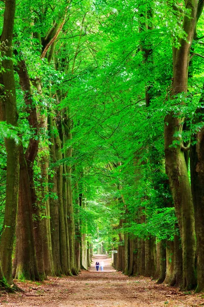 Hermosa Vista Bosque Primavera Fresco Verde Grebbeberg Países Bajos —  Fotos de Stock