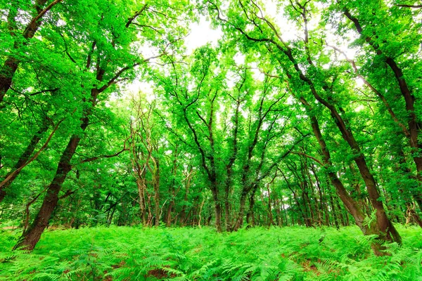 Bella Vista Una Foresta Primaverile Fresca Verde Sul Grebbeberg Paesi — Foto Stock