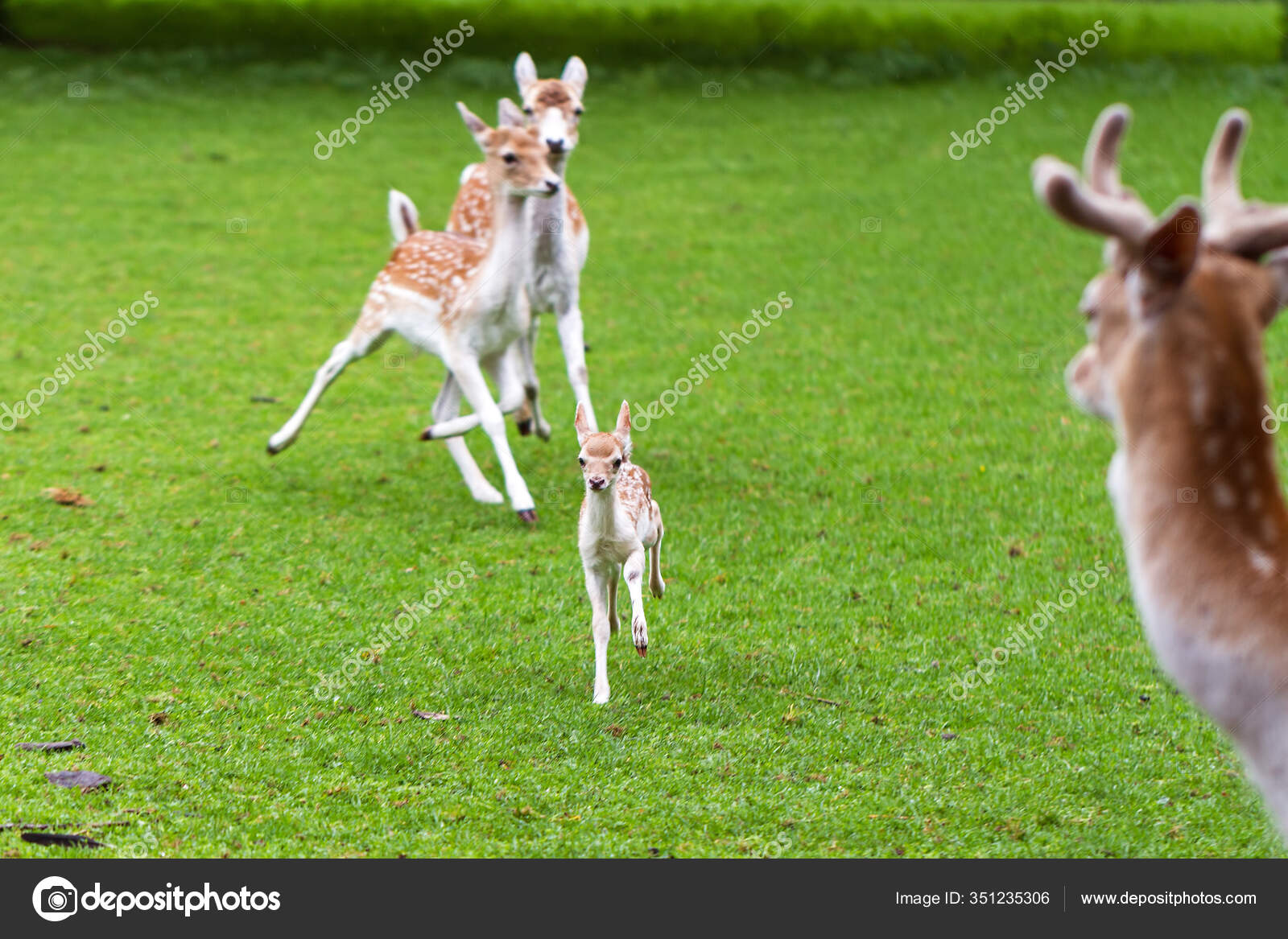 New Born Deer Petting Zoo Netherlands Spring Stock Photo by