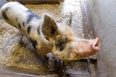 Büyük Pietrain domuzu. Pietrain (Sus Scrofa Domesticus), Belçika 'da yaşayan bir domuzdur.