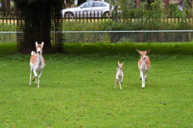 Baharda Hollanda 'da bir hayvanat bahçesinde yeni doğmuş geyik.