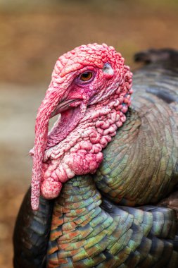 Hollanda 'da evcilleştirilmiş güzel bir hindinin portresi.