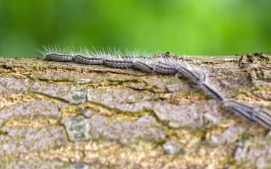 The Oak Processionary (Thaumetopoea processionea) caterpillars on the move on a tree in spring in the Netherlands. clipart