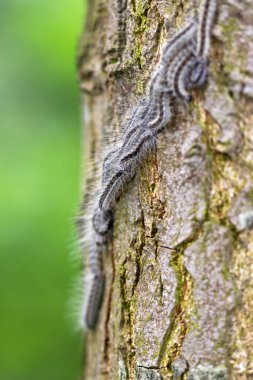 Meşe İşlemci (Thaumetopoea prossionea) tırtılları Hollanda 'da baharda bir ağaçta hareket halindedir..