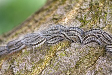 The Oak Processionary (Thaumetopoea processionea) caterpillars on the move on a tree in spring in the Netherlands. clipart