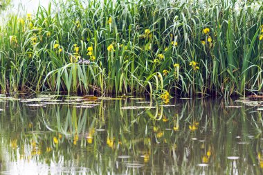 Suyun üstünde kırlangıçlarla