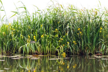 Suyun üstünde kırlangıçlarla