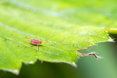 Macrosiphum euphorbiae, Aphididae familyasından bitki özü emen bir böcek türü. Patatesleri ve ticari açıdan önemli diğer ürünleri istila ediyor.