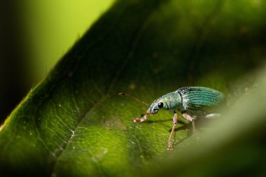 Polidrusus sericeus, güzel mavi / yeşil geniş burunlu bir buğday biti, Hollanda 'da ilkbaharda bir yaprak üzerinde