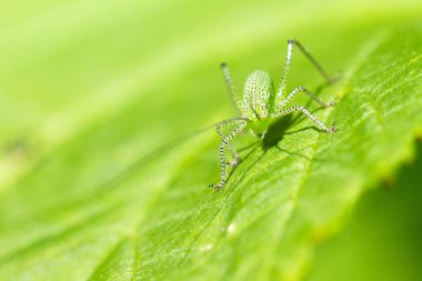 Hollanda 'daki benekli çalı-cırcır böceği (Leptophyes punctatissima) perisi