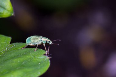 Polidrusus sericeus, güzel mavi / yeşil geniş burunlu bir buğday biti, Hollanda 'da ilkbaharda bir yaprak üzerinde