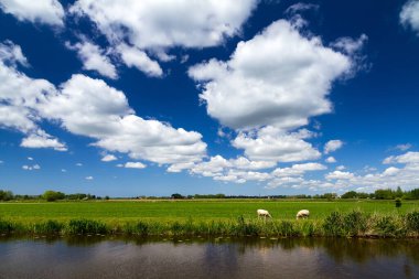 Baambrugge, Hollanda 'da arka planda koyun ve yel değirmeni olan tipik bir Hollanda kırsal kesimi..