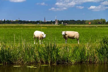 Baambrugge, Hollanda 'da arka planda koyun ve yel değirmeni olan tipik bir Hollanda kırsal kesimi..