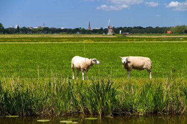 Baambrugge, Hollanda 'da arka planda koyun ve yel değirmeni olan tipik bir Hollanda kırsal kesimi..