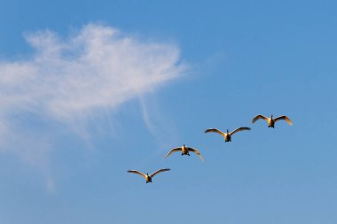 Mavi gökyüzünde uçan kuğu sürüsü