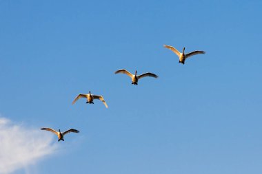 Mavi gökyüzünde uçan kuğu sürüsü