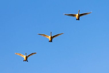 Mavi gökyüzünde uçan kuğu sürüsü