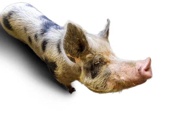 大Pietrain猪 皮涅特猪 Sus Scrofa Domesticus 是一种原产于比利时的大型家猪 — 图库照片