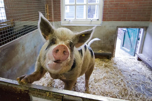 Cerdo Pietrain Grande Pietrain Sus Scrofa Domesticus Una Gran Raza — Foto de Stock