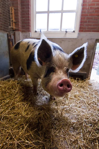 Cerdo Pietrain Grande Pietrain Sus Scrofa Domesticus Una Gran Raza — Foto de Stock