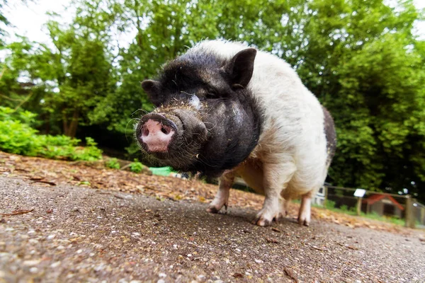 Hermoso Lindo Gordito Piggy Sus Scrofa Siendo Feliz Fuera — Foto de Stock