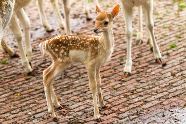 Pasgeboren Hert Een Kinderboerderij Nederland Het Voorjaar — Stockfoto