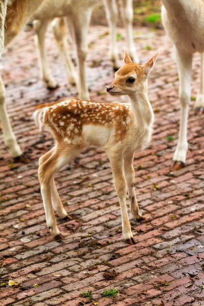 春にオランダのペッティング動物園で生まれたばかりの鹿 — ストック写真