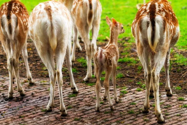 Νεογέννητο Ελάφι Ζωολογικό Κήπο Στην Ολλανδία Την Άνοιξη — Φωτογραφία Αρχείου