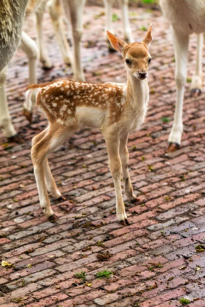 春にオランダのペッティング動物園で生まれたばかりの鹿 — ストック写真