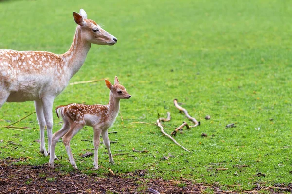 Újszülött Szarvas Egy Hollandiai Állatkertben Tavasszal — Stock Fotó