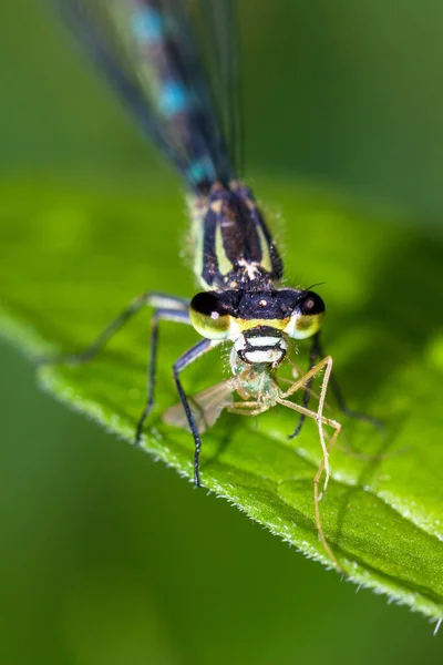 Die Azurblaue Libelle Coenagrion Puella Mit Beute — Stockfoto